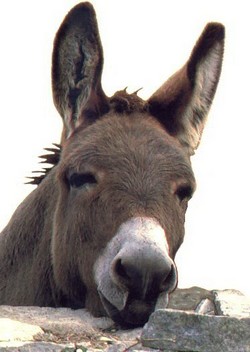 Gentille b�te qui accueille Beno�t chaque jour � la Bergerie. Tout gentil et tout mignon